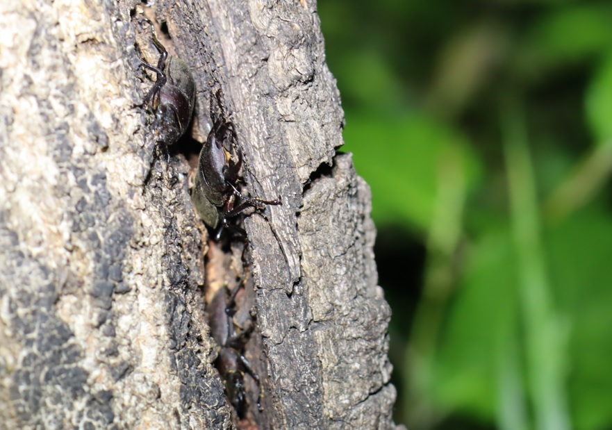洞に潜む コクワガタ1♂２♀_住宅脇の昆虫達の飲み屋のクヌギ_2023年5月3日19時10分気温18.5度